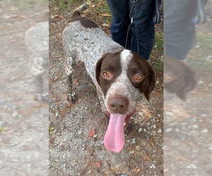 German Shorthaired Pointer Dogs for adoption in Pembroke, GA, USA