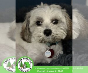 Zuchon Dogs for adoption in Stroudsburg, PA, USA
