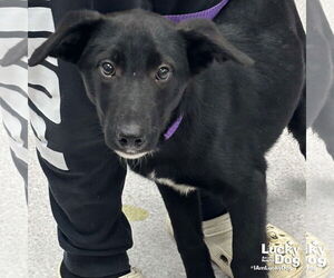 Borador Dogs for adoption in Washington, DC, USA