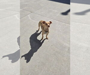Chiweenie Dogs for adoption in Maquoketa, IA, USA