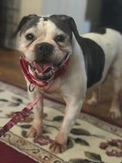 Bulldog Dogs for adoption in Lancaster, PA, USA