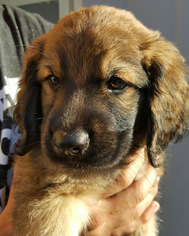 Medium Photo #1 Sheprador Puppy For Sale in San Diego, CA, USA