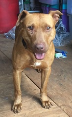 American Pit Bull Terrier-Vizsla Mix Dogs for adoption in Locust Grove, GA, USA