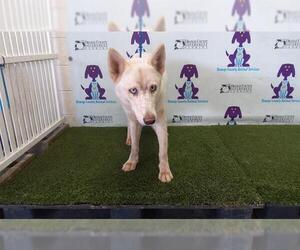 German Shepherd Dog Dogs for adoption in Orlando, FL, USA