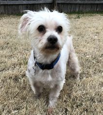 Maltese Dogs for adoption in Von Ormy, TX, USA