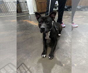 American Pit Bull Terrier-Unknown Mix Dogs for adoption in Corning, AR, USA