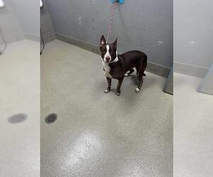 Australian Shepherd-Unknown Mix Dogs for adoption in Las Vegas, NV, USA