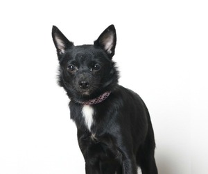 Chihuahua-Unknown Mix Dogs for adoption in Eden Prairie, MN, USA