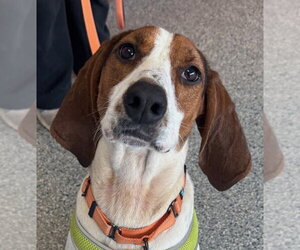 Mutt Dogs for adoption in Greenbelt, MD, USA