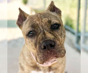 American Pit Bull Terrier-Unknown Mix Dogs for adoption in Jefferson, WI, USA