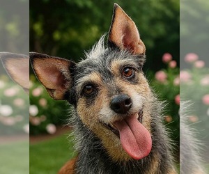 Mutt Dogs for adoption in Gulfport, MI, USA