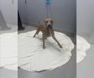 American Pit Bull Terrier-Unknown Mix Dogs for adoption in Las Vegas, NV, USA