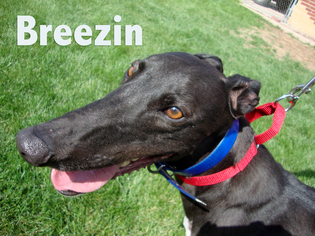 Greyhound Dogs for adoption in THORNTON, CO, USA