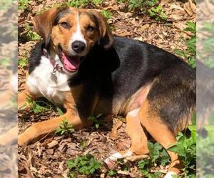 Black and Tan Coonhound-Labrador Retriever Mix Dogs for adoption in Helena, AL, USA