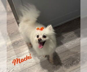 Medium Photo #2 Pomeranian-pomeranian spitz Mix Puppy For Sale in HOUSTON, TX, USA