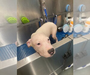 Mutt Dogs for adoption in Baytown, TX, USA
