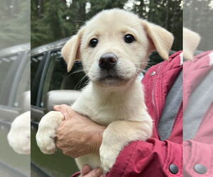 Siberian Husky-Unknown Mix Dogs for adoption in Olalla, WA, USA