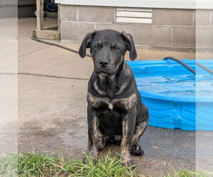 Labrador Retriever-Unknown Mix Dogs for adoption in Boston, MA, USA