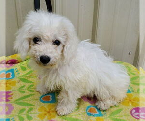 Bichon Frise Dogs for adoption in Mountain View, MO, USA