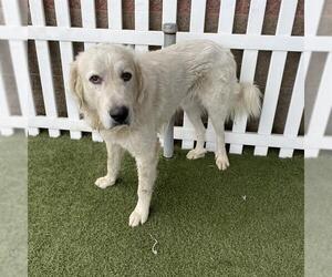 Great Pyrenees Dogs for adoption in Modesto, CA, USA