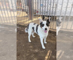 German Shepherd Dog-Unknown Mix Dogs for adoption in Riverside, CA, USA