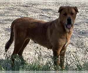 Chow Chow-Labrador Retriever Mix Dogs for adoption in Waco, TX, USA