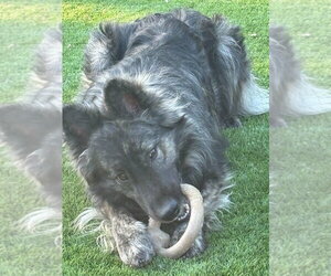 Mutt Dogs for adoption in Modesto, CA, USA