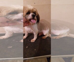 Shih Tzu Dogs for adoption in Bonifay, MO, USA
