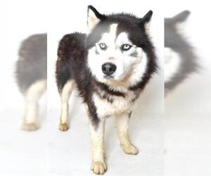 Siberian Husky Dogs for adoption in Fruit Heights, UT, USA