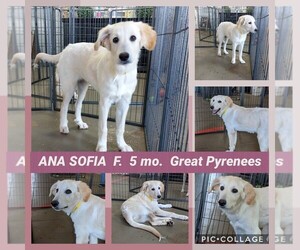 Great Pyrenees Dogs for adoption in Mesa, AZ, USA