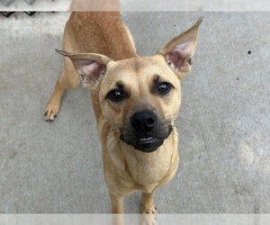 Mutt Dogs for adoption in Tulsa, OK, USA
