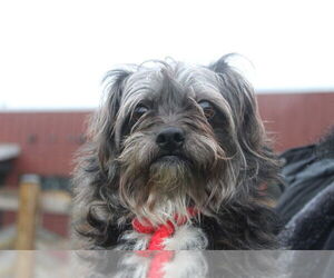 Shih Tzu-Unknown Mix Dogs for adoption in Chestertown, MD, USA