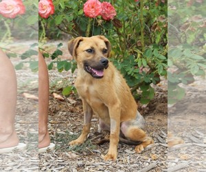 Mutt Dogs for adoption in Imperial Beach, CA, USA