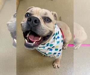 American Staffordshire Terrier Dogs for adoption in Sayreville, NJ, NJ, USA