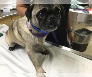 Pug Dogs for adoption in Riverside, CA, USA