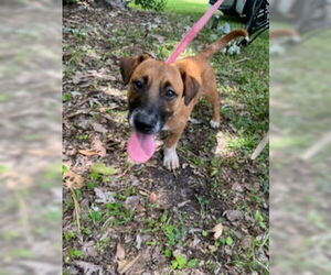 Mutt Dogs for adoption in Royal Palm Beach, FL, USA
