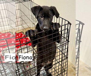 Labrador Retriever-Unknown Mix Dogs for adoption in GILBERTS, IL, USA