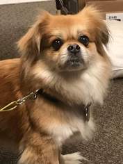 Pekingese Dogs for adoption in Franklin, PA, USA