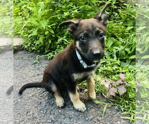 Shepradors Dogs for adoption in Princeton, MN, USA