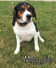Beagle Dogs for adoption in Tremont, IL, USA