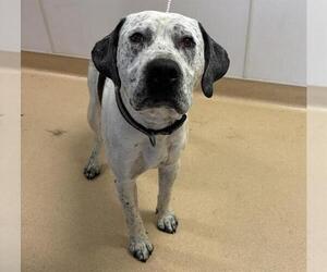 American Bulldog-Unknown Mix Dogs for adoption in Placerville, CA, USA