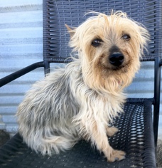 Silky Terrier Dogs for adoption in Lancaster, CA, USA