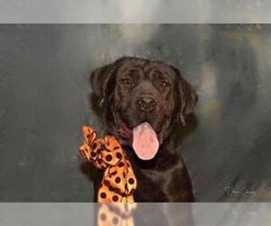 Mastador Dogs for adoption in El Cajon, CA, USA