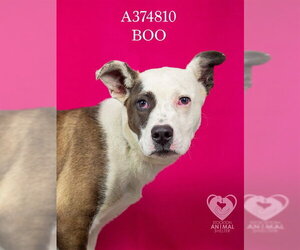 Border Collie-Texas Heeler Mix Dogs for adoption in Stockton, CA, USA