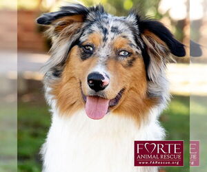 Australian Shepherd Dogs for adoption in Marina del Rey, CA, USA