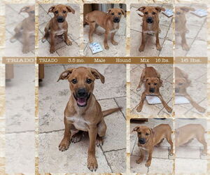 Mutt Dogs for adoption in Mesa, AZ, USA