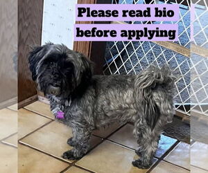 Maltipoo Dogs for adoption in Mundelein, IL, USA