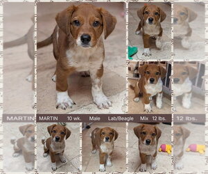 Labrador Retriever-Unknown Mix Dogs for adoption in Mesa, AZ, USA