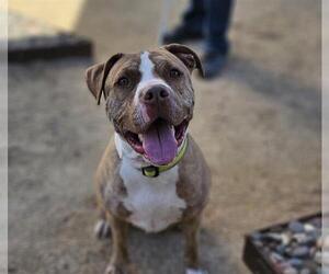American Pit Bull Terrier-Unknown Mix Dogs for adoption in Las Vegas, NV, USA