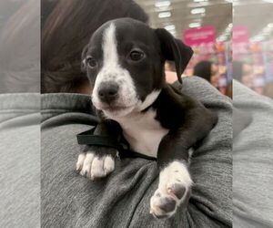 American Boston Bull Terrier Dogs for adoption in GILBERTS, IL, USA